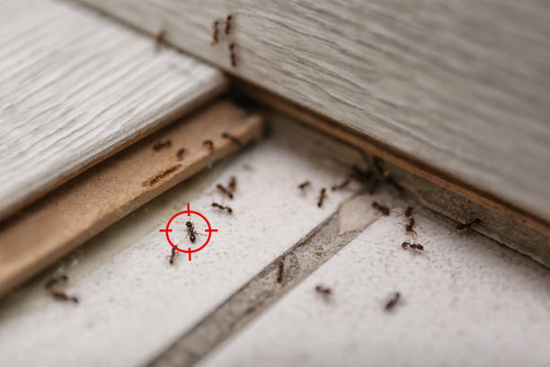 Best Pest Removal Services  in Cordele, GA