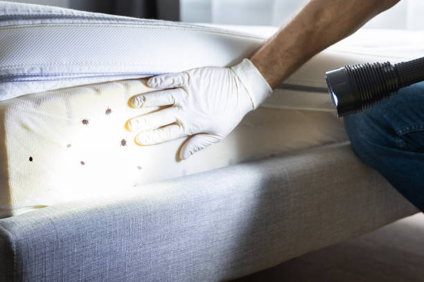 Best Bed Bug Extermination  in Cordele, GA